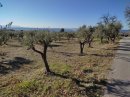 Le pays des olives près de Puget